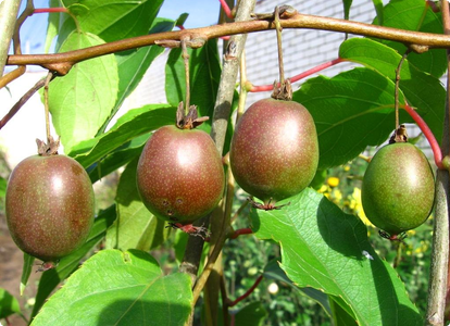 Actinidia arguta (Geneva)