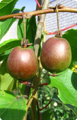 Actinidia arguta Geneva