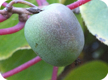 Вьющиеся декоративные кустарники Actinidia arguta Geneva