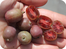 Вьющиеся декоративные кустарники Actinidia arguta Geneva