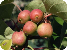 Вьющиеся декоративные кустарники Actinidia arguta Geneva