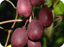 Вьющиеся декоративные кустарники Actinidia arguta Geneva