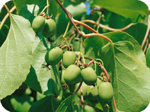Вьющиеся декоративные кустарники Actinidia arguta Geneva