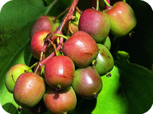 Вьющиеся декоративные кустарники Actinidia arguta Geneva