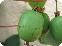Вьющиеся декоративные кустарники Actinidia arguta Geneva