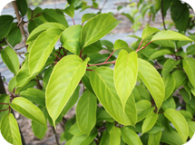 Вьющиеся декоративные кустарники Actinidia arguta Geneva