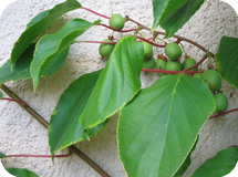 Actinidia arguta Geneva