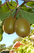 Actinidia arguta Weiki