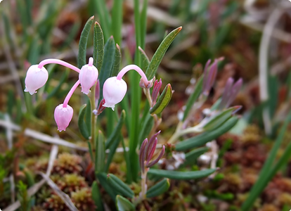 Andromeda polifolia (подбел многолистный)
