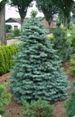 Одноцветная пихта abies concolor