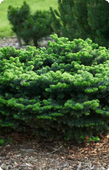 Abies balsamea (пихта бальзамическая)
