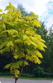 Клен полевой Acer campestre Postelense