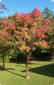 Acer Griseum семейства кленовых деревьев